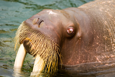 Head of the Walrus - Odobenus rosmarus photo