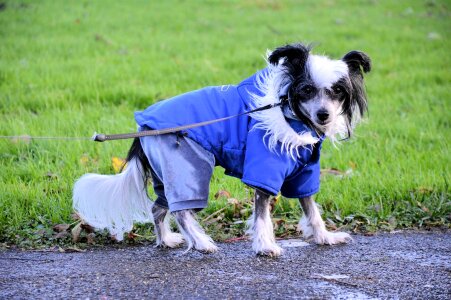 Pet animal domestic photo