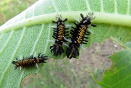 Milkweed tussock moth larvae photo