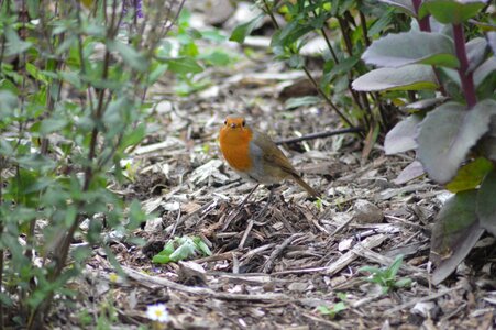 Robin red robin bird