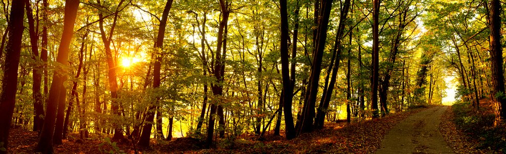 Autumn forests nature photo