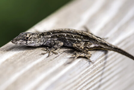 Small Lizard on the wood railing