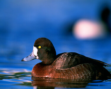 Greater scaup hen