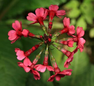 Beautiful Flowers biology bloom