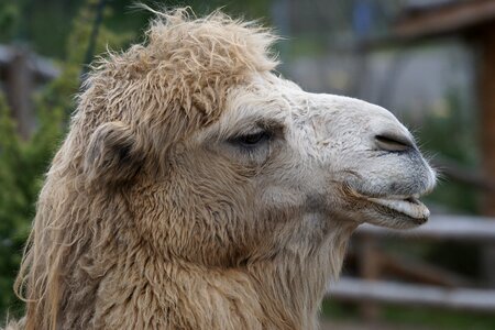 Old world camel dromedary portrait