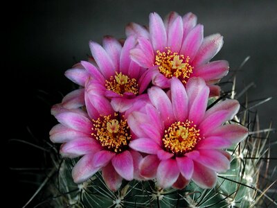 Beautiful Photo blossoming cactus photo