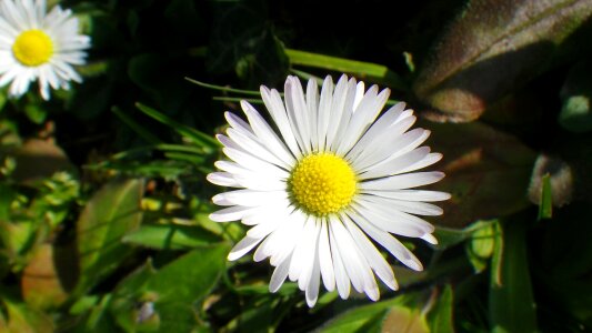 Grass petal garden
