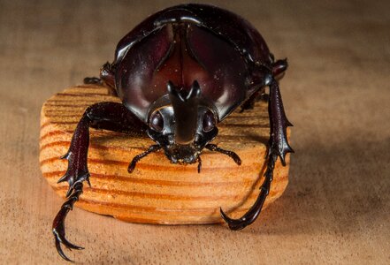 Tropical beetles rhinoceros beetle riesenkaefer