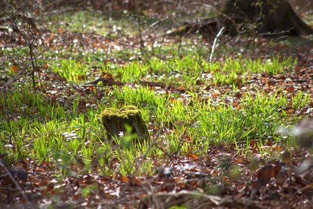 Nature green forest floor
