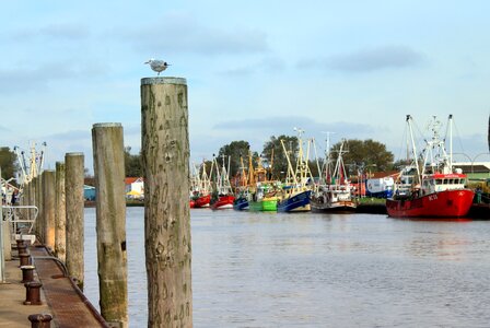 Seagull ships coast photo