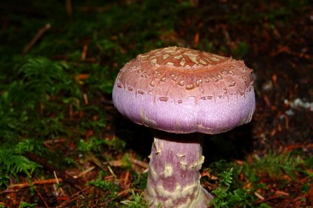 Fungus season natural photo