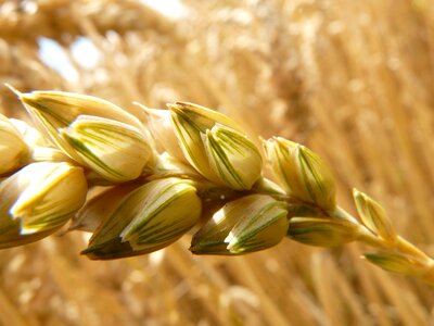 Grain field wheat field