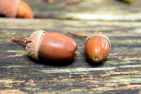 Acorn brown daylight
