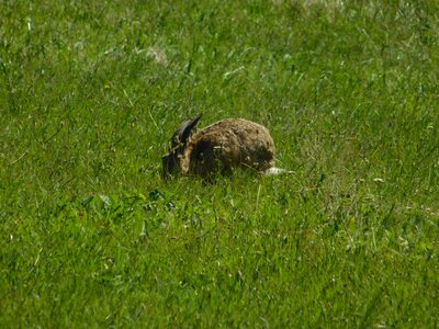 Animal daylight field photo