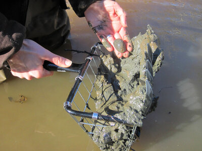 Using a clam rake to collect mussels