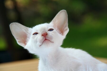 Cat baby fur charming