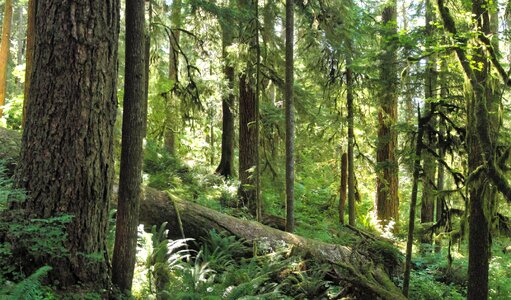 Forest on Olympic National Park photo
