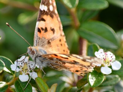 Butterfly Flower mimicry moth