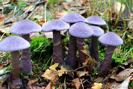 Midnight mushroom dunkelvioletter dick athlete's foot dick foot
