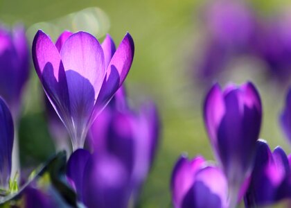 Flower purple close up