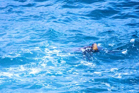 Animal beach Caretta caretta