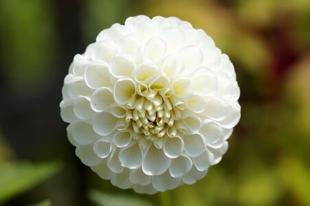 White flower blossom