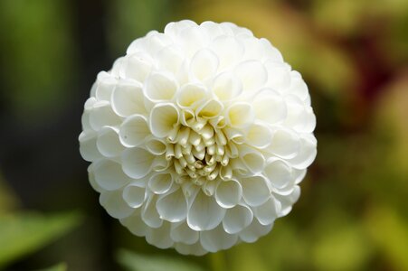 White flower blossom photo