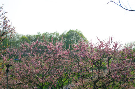 12 Hiraokakoen