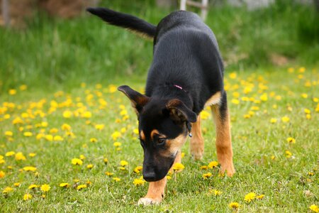 Dog puppy meadow