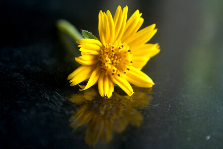 Yellow Flower