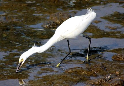 Animal bird egret photo