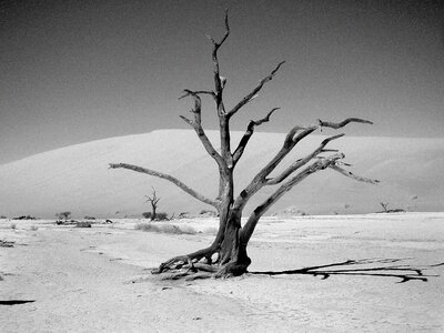Tree aesthetic kahl