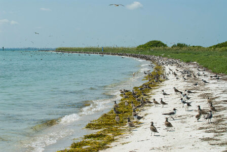 Shorebirds-1 photo
