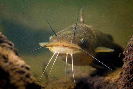 Yellow bullhead catfish