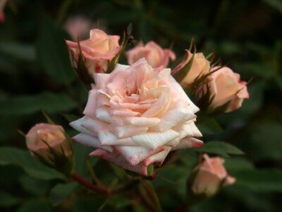 Light pink 