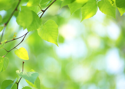 Sun beams and green leaves photo