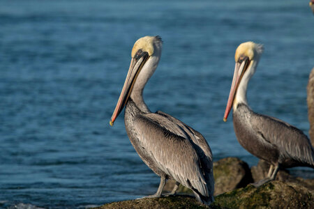 California Brown Pelicans photo