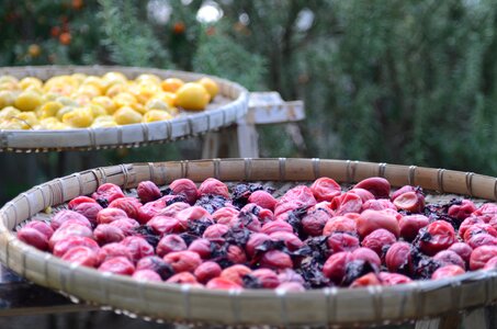 Harvest fruit healthy eating