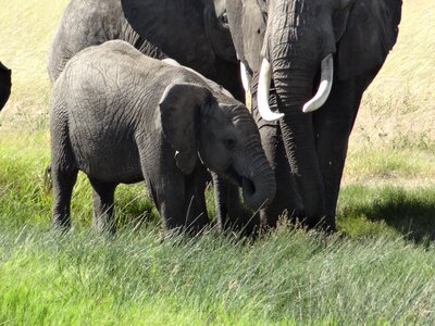 Baby elephant mom grass photo