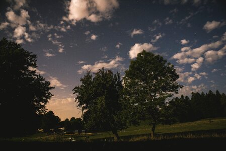 Trees at night photo