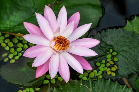 Aquatic beautiful flowers beautiful photo