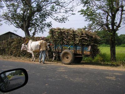 Bullock cart loaded sugarcane photo