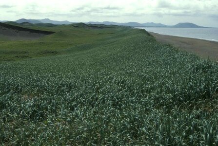 Grass Plants sand 