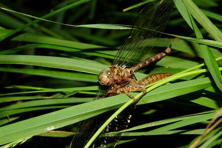 Animal arthropod biology