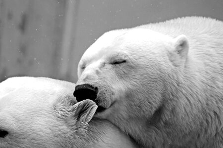 Animal animals bear