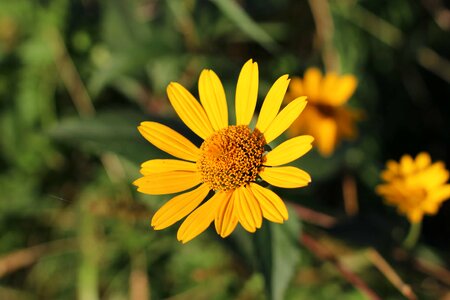 Agriculture beautiful beautiful flowers photo