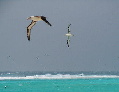 Laysan Albatross in flight photo