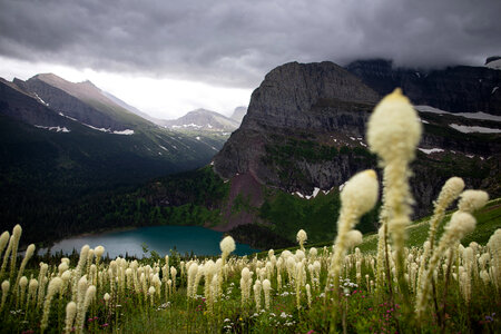Beargrass above Grinnell Lake