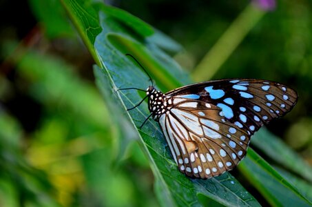 Blue Tiger Butterfly On Leaf 4 photo