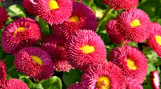 Nature garden flower